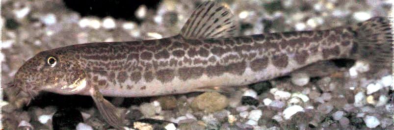 Cobitis paludica_02.jpg